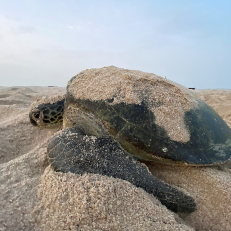 Turtle
