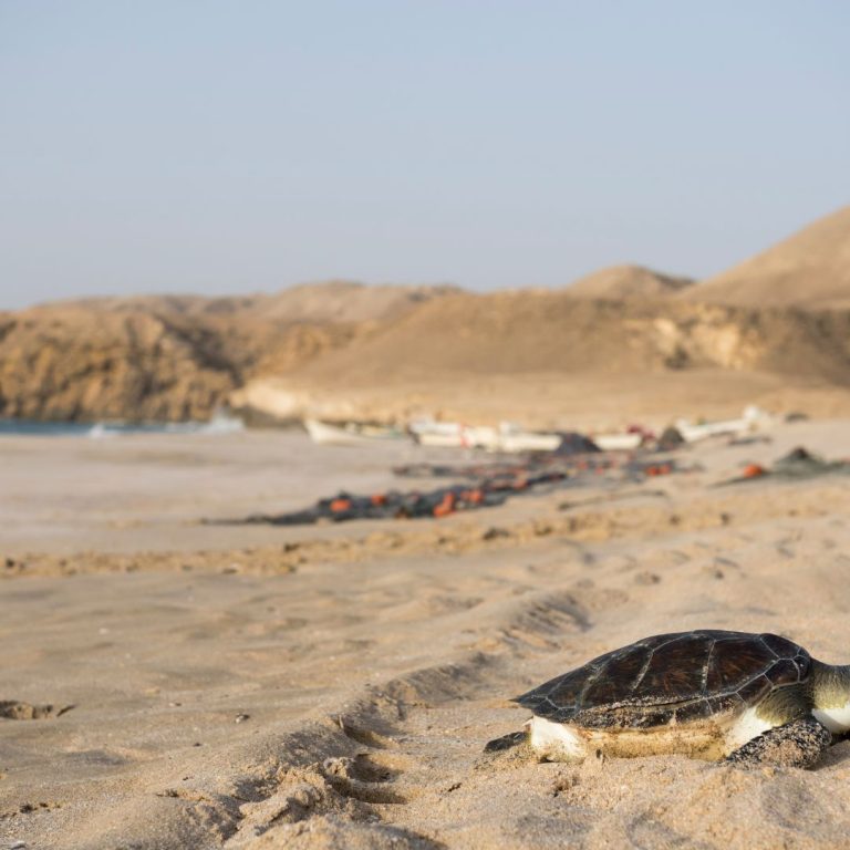 Turtle beach Ras AL Jinz 1