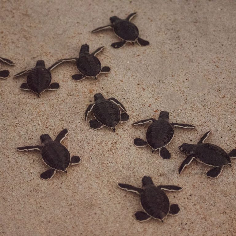 Turtle beach Ras AL Jinz 5