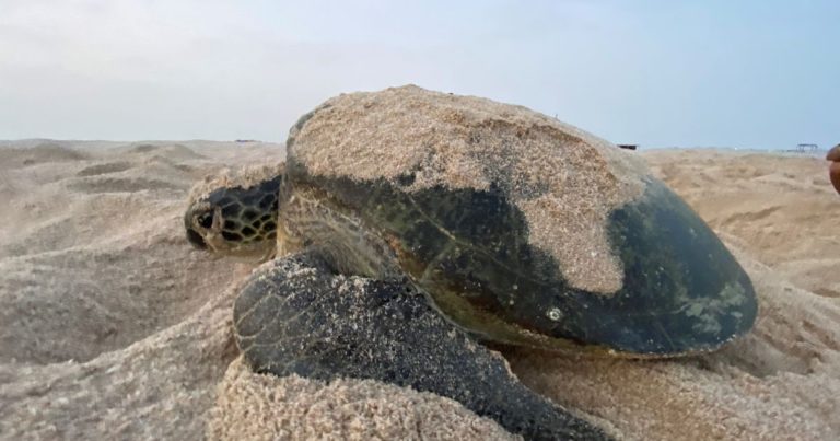 Ras AL Jinz Turtle Reserve