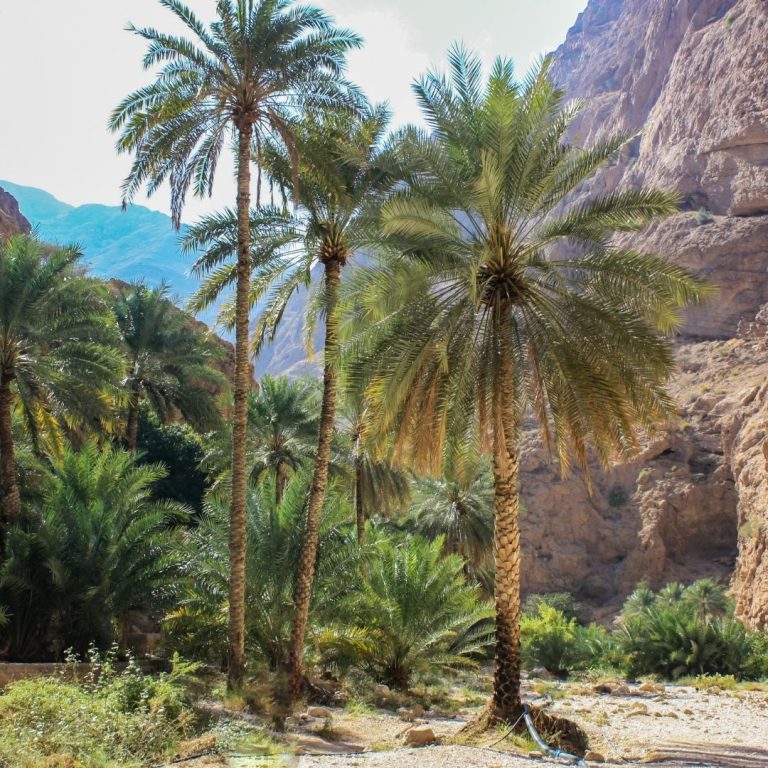 Wadi Shab day tour from Sur 2 Wadi Shab day tour from Sur 2