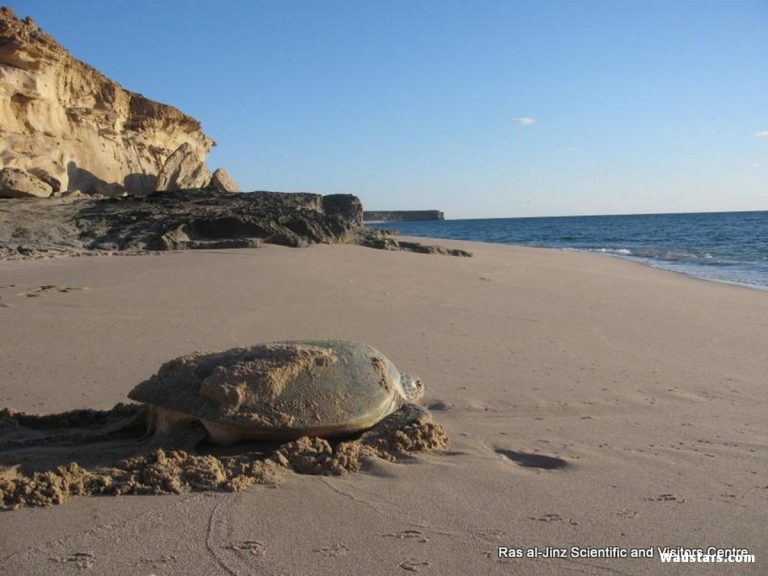 Ras Al Jinz Turtle Reserve2