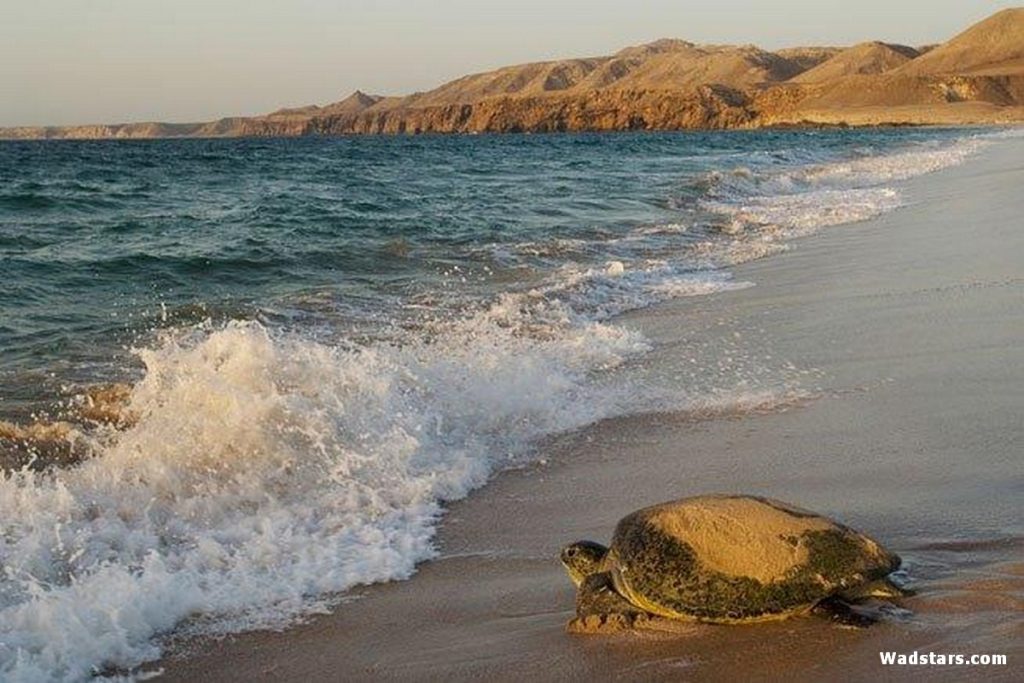 Ras Al Jinz Turtle Reserve Tour