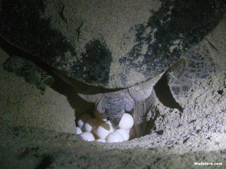 Ras Al Jinz Turtle Reserve22