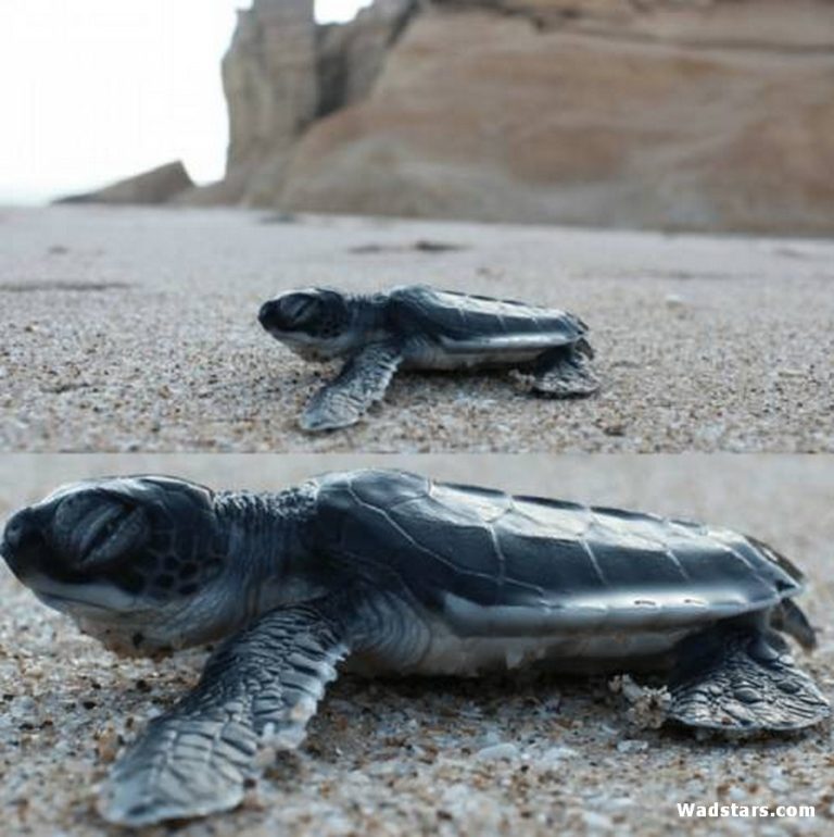Ras Al Jinz Turtle Reserve24