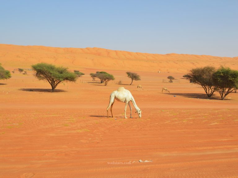 Sharqiyah Sands Wahiba Sands desert Oman Tours and camps  20