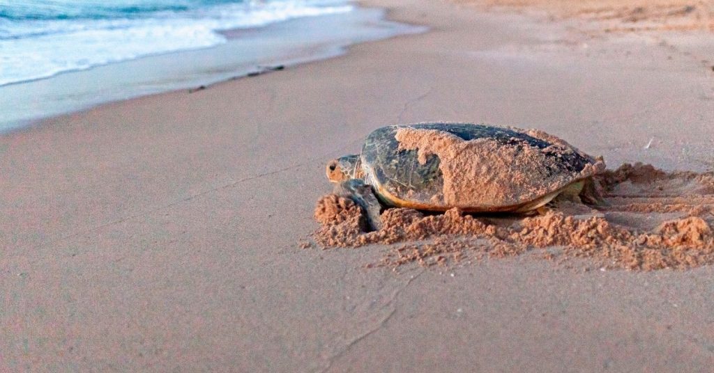 Ras Al Jinz Turtle Watching