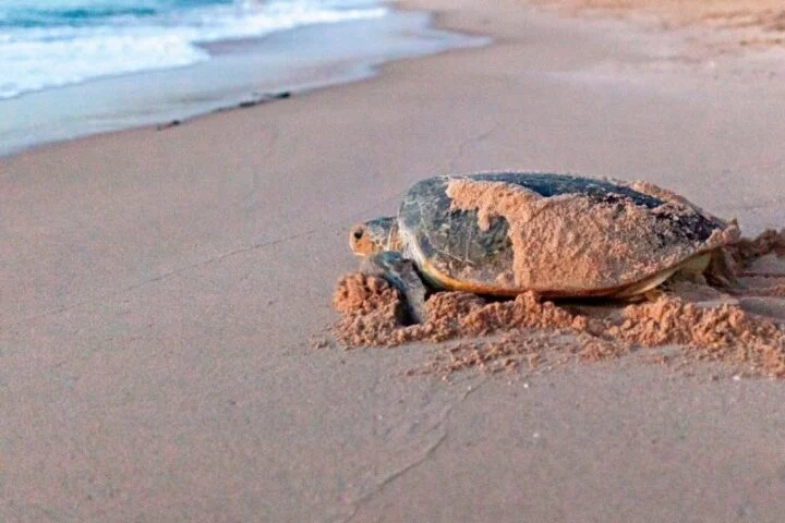 Sur Hotel in Sur, Oman 7 Ras Al Jinz turtle watching near Sur, Oman