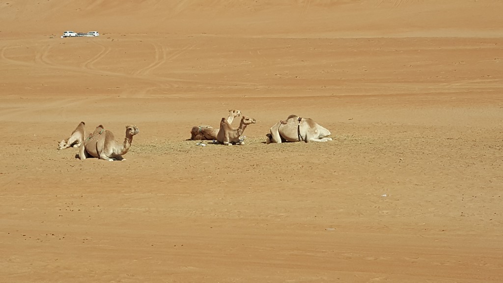 Wadi Bani Khalid & Sharqiya Sands photo 4