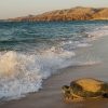Ras Al Jinz Turtle Reserve Tour